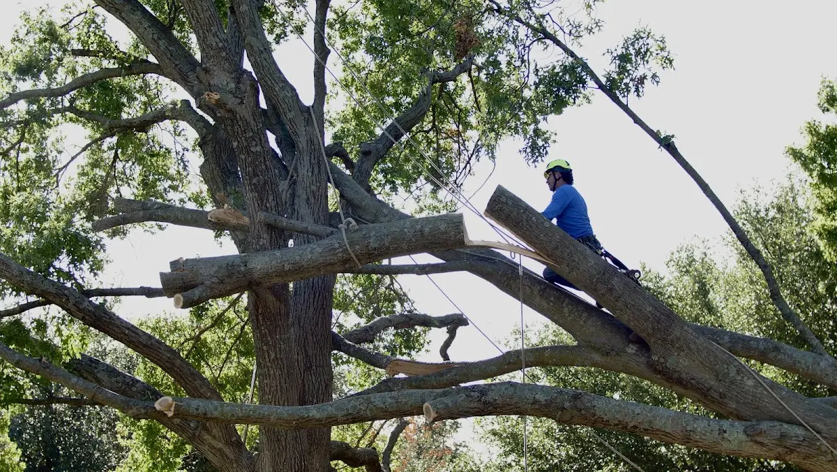 Professional Crown Thinning performed by certified arborists in Blossburg