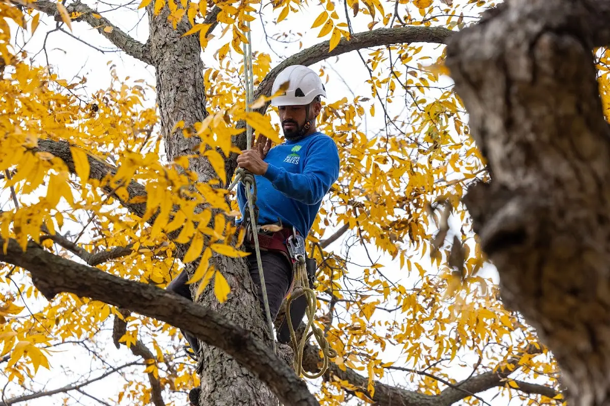 Skilled Tree Planing crew working in Blossburg